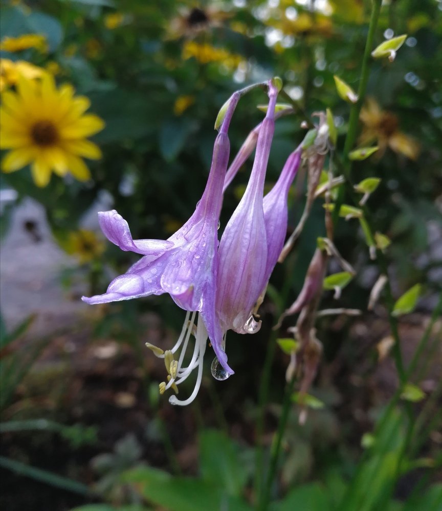 Беларусь, Гомель