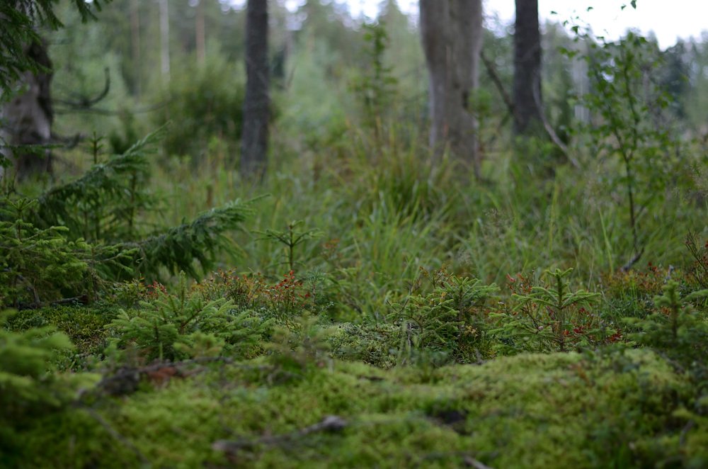 Фотография автора Елена