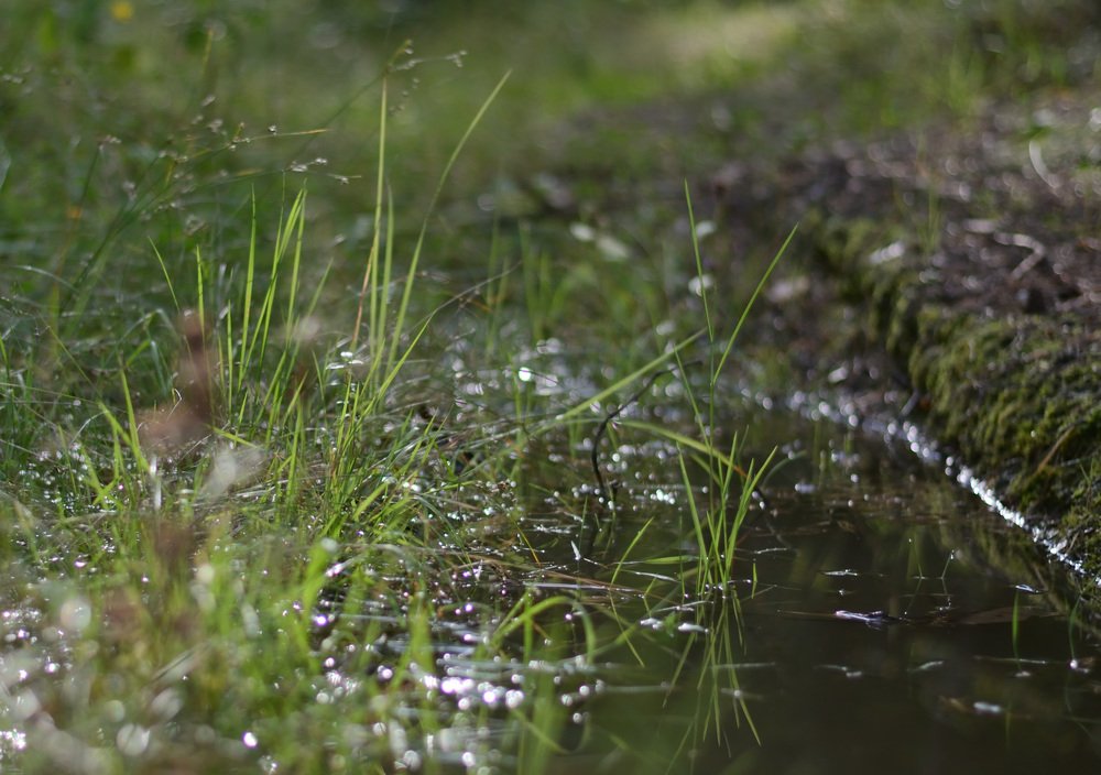 Фотография автора Елена