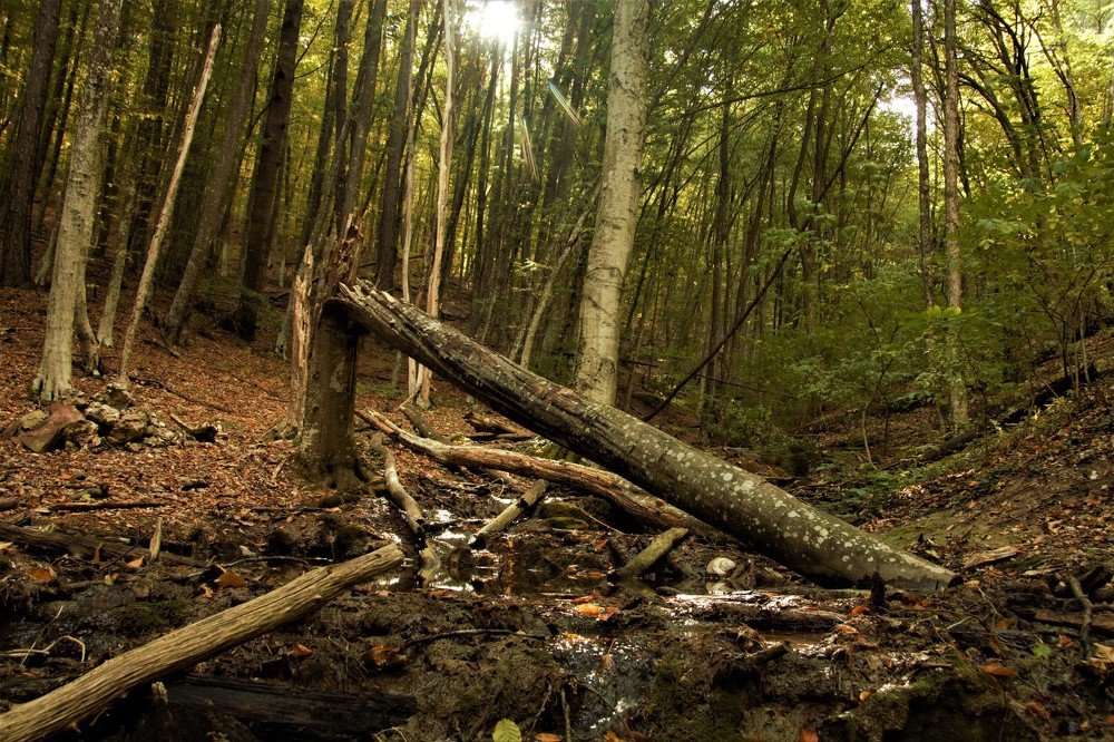 там на неведомых дорожках