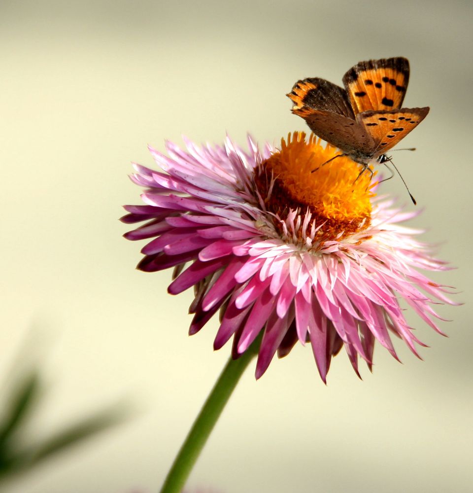 Ах бабочка...