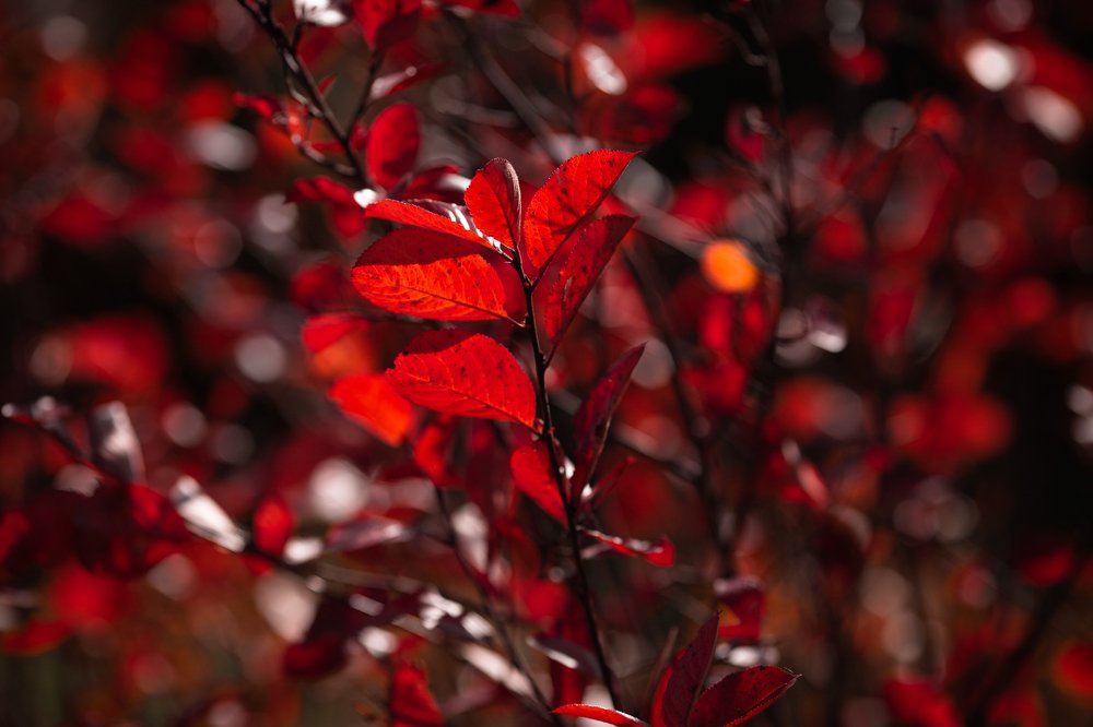 Детали осени