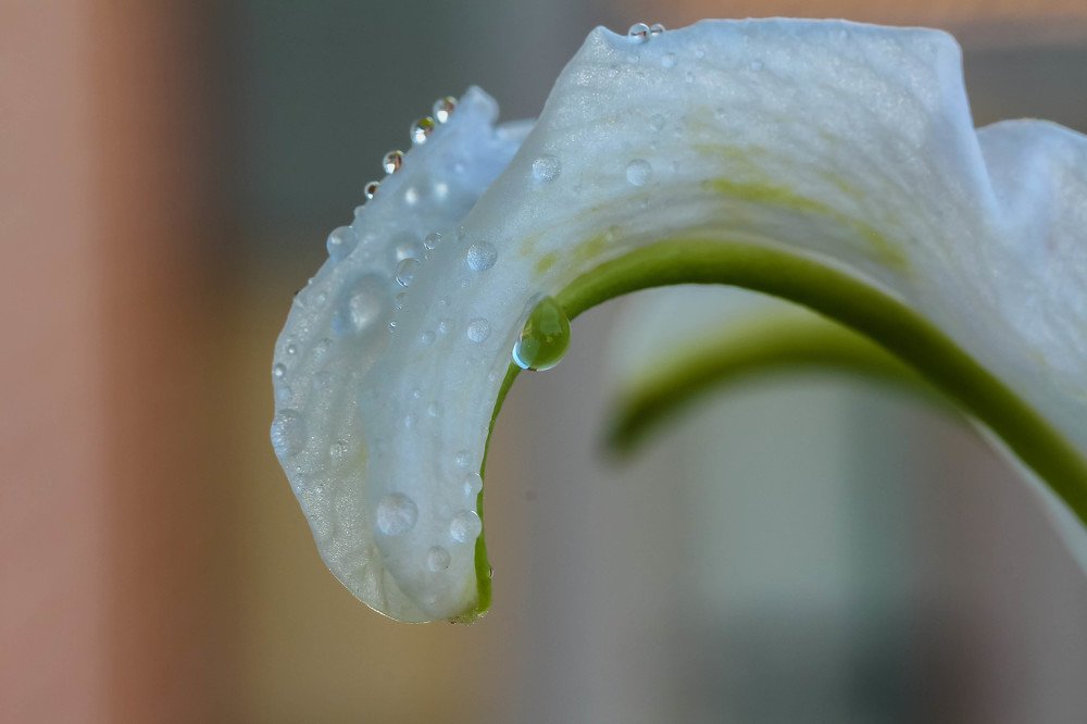 Photograph by Alla Naumenco