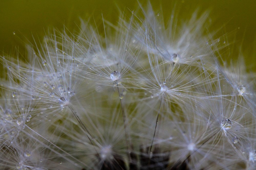 Photograph by Alla Naumenco