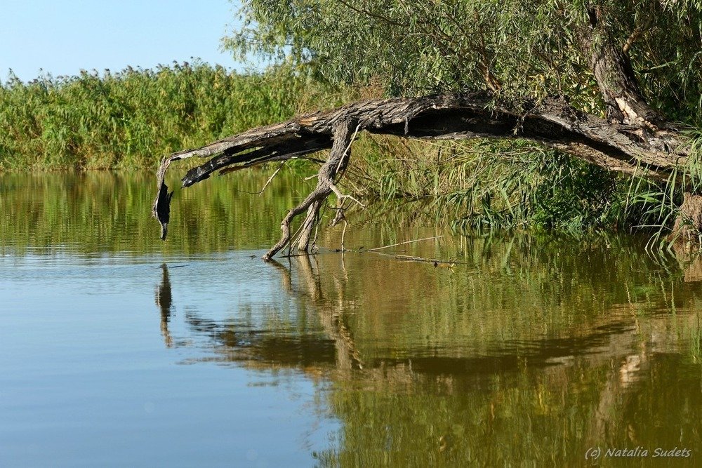 Photograph by Наталия