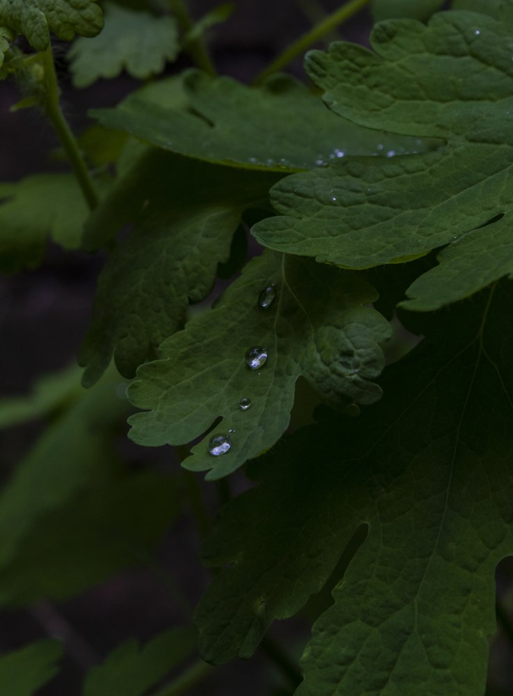 Photograph by Michki