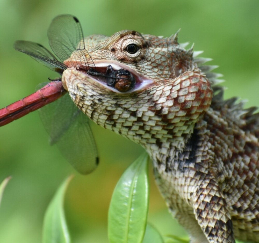 Photograph by Chameer