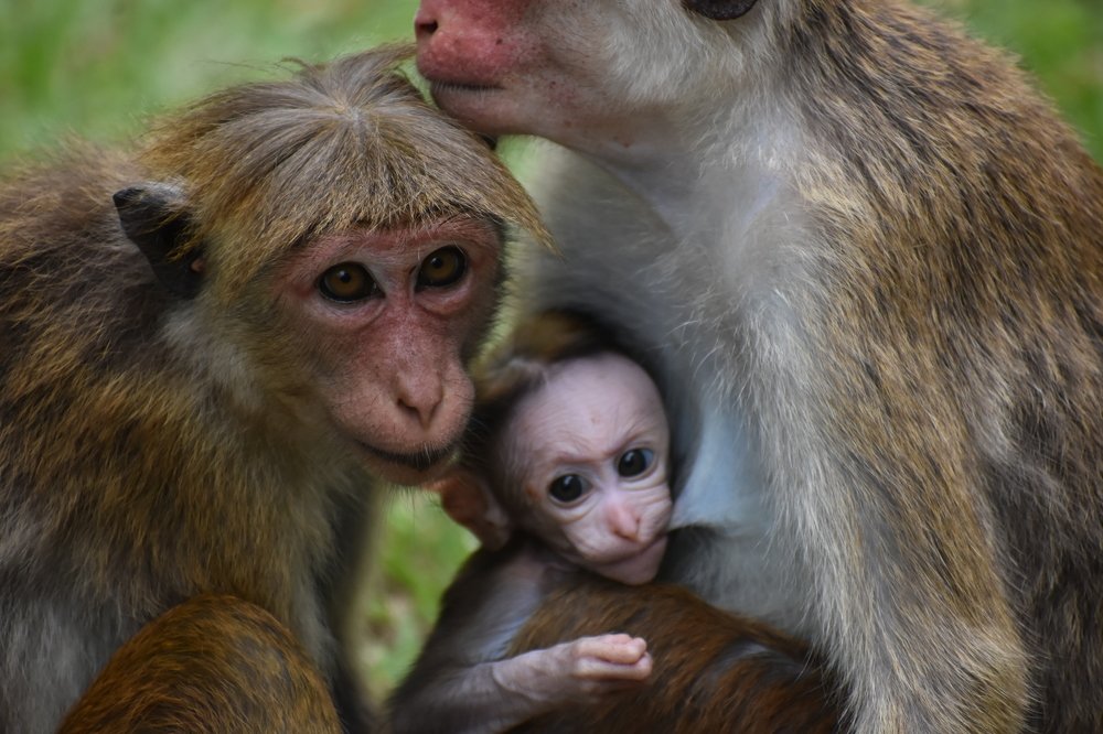 Photograph by Chameer