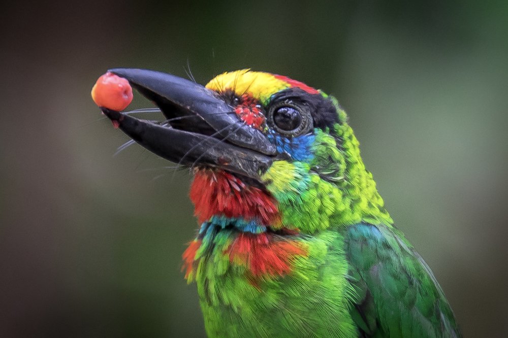 Фотография автора Nik Peter Liew