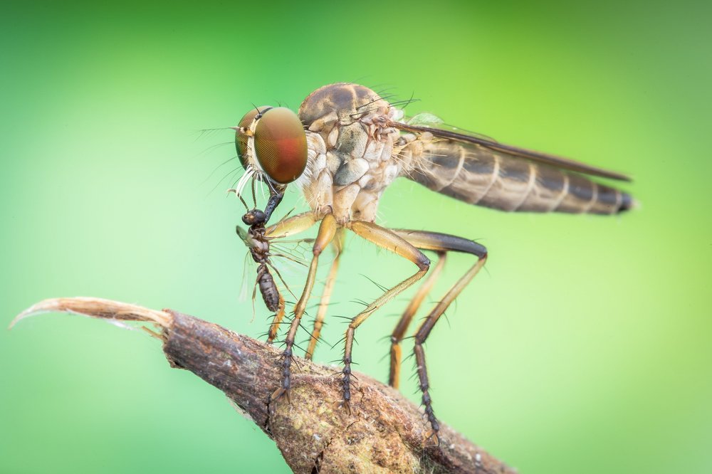 Фотография автора Nik Peter Liew