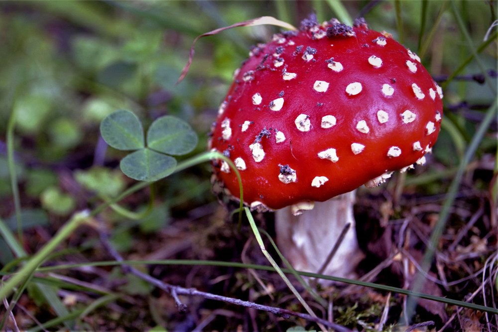 Photograph by Александра Коновалова