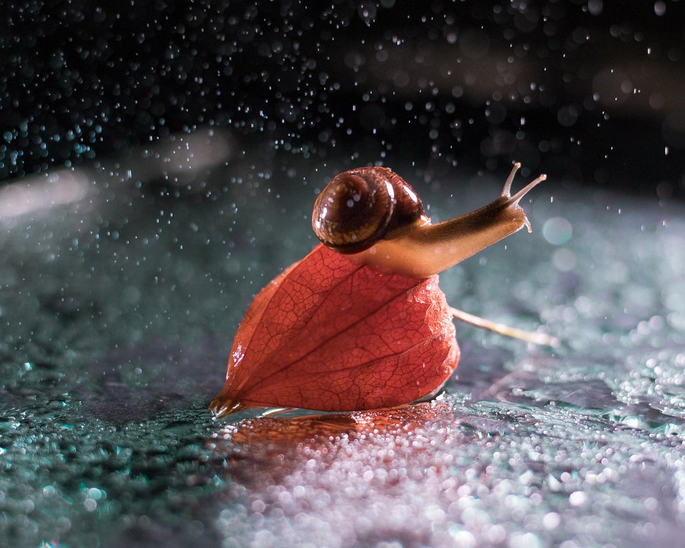 Photograph by Anna Frizen