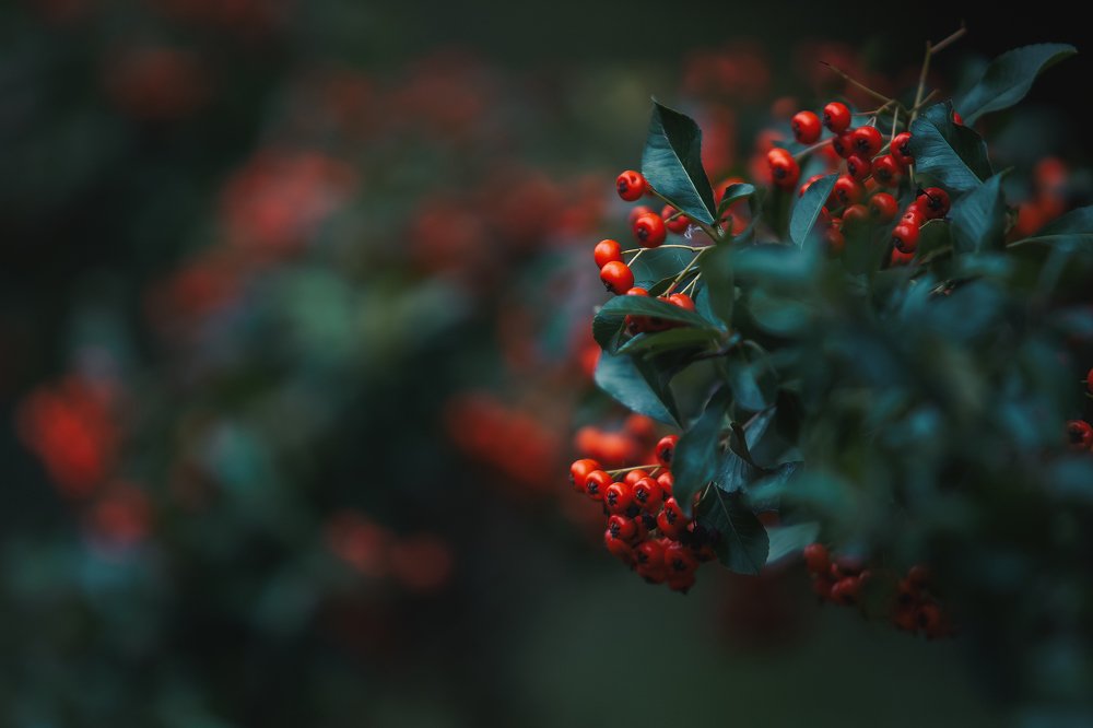 Photograph by Zdenka Janaskova