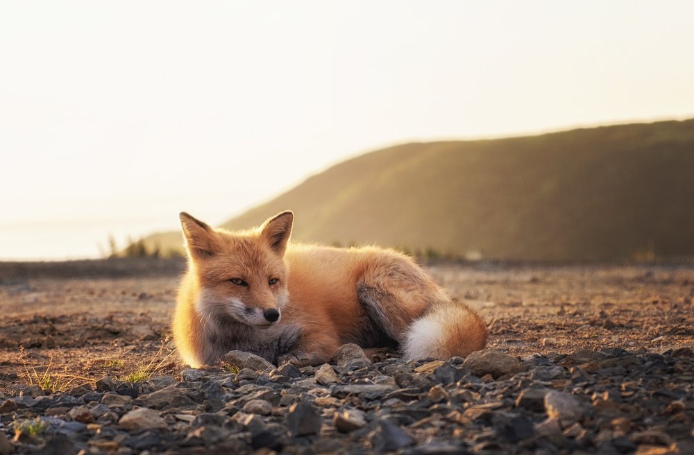 Photograph by Артём Белошицкий