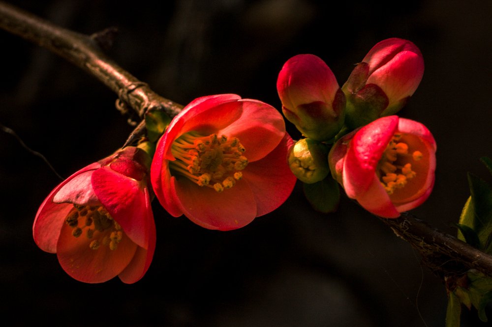 Японская айва