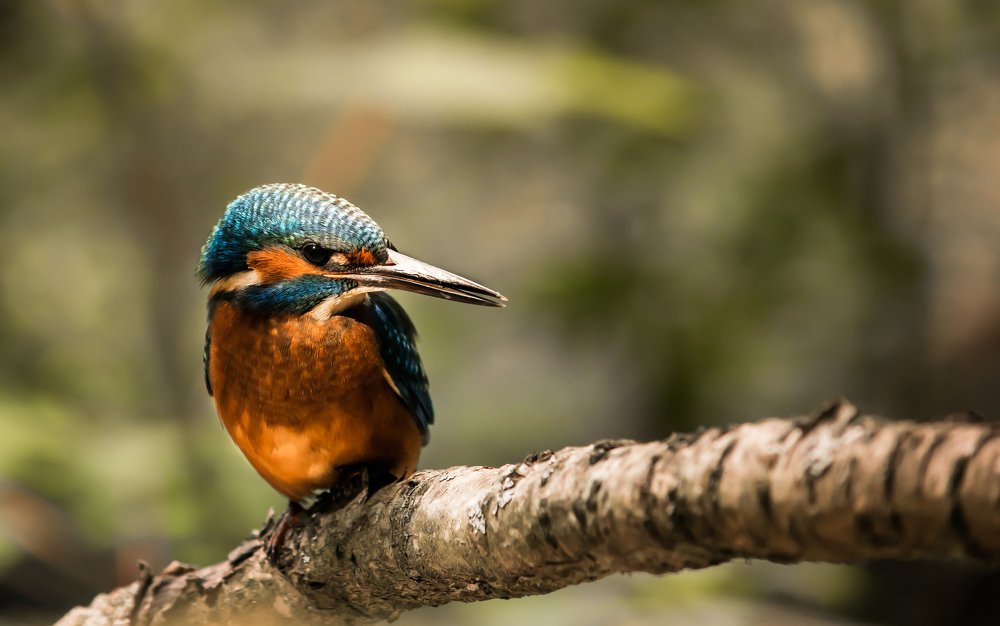Alcedo
