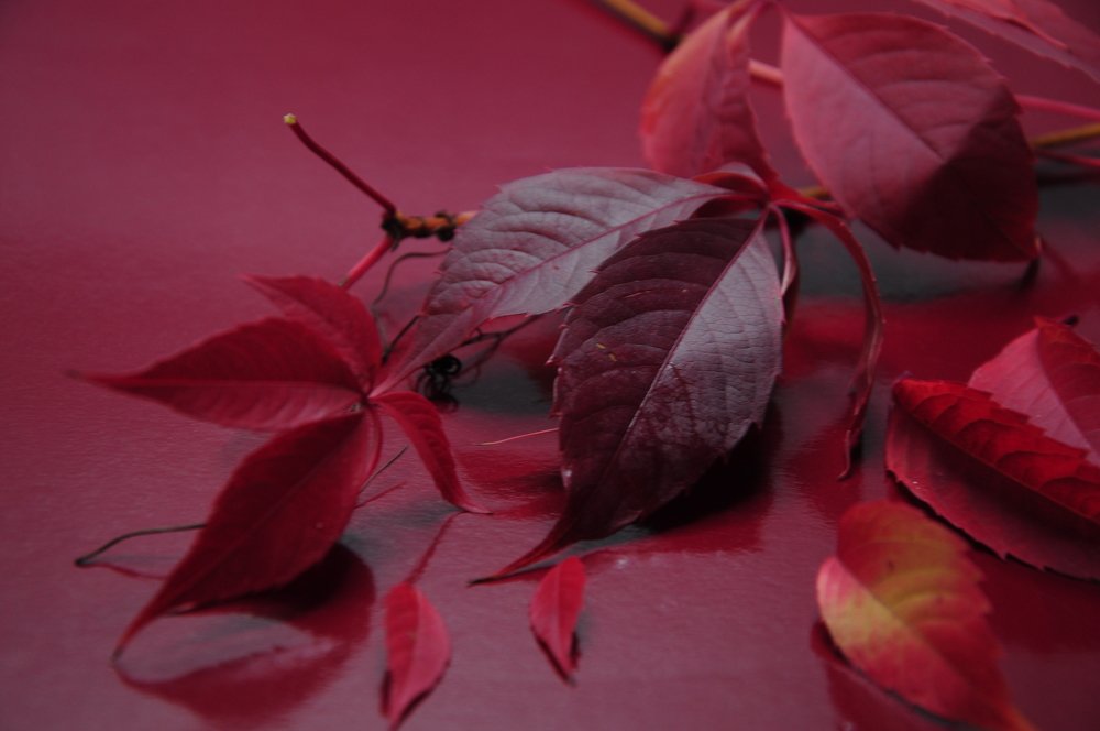 Красное на красном