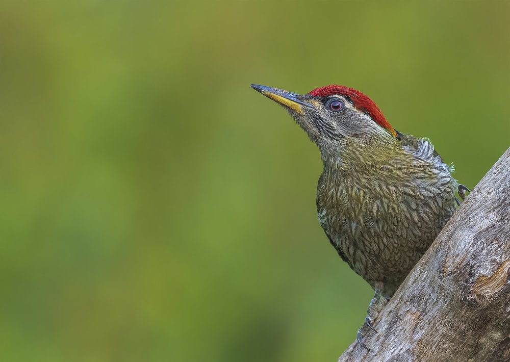 Strike throated Woodpecker