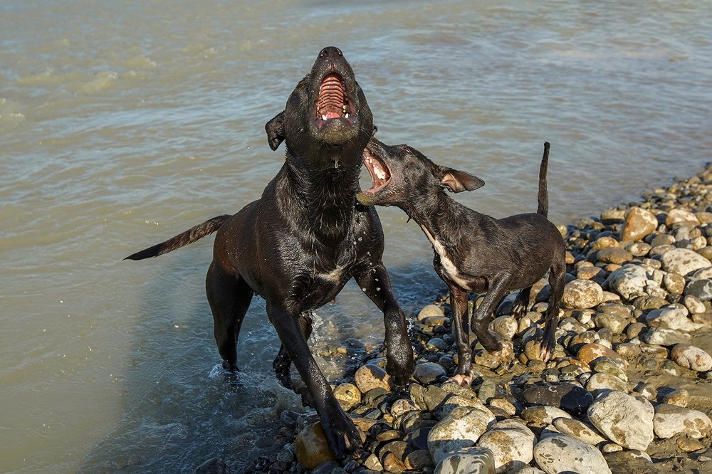 Фотография автора Владимир Пронин