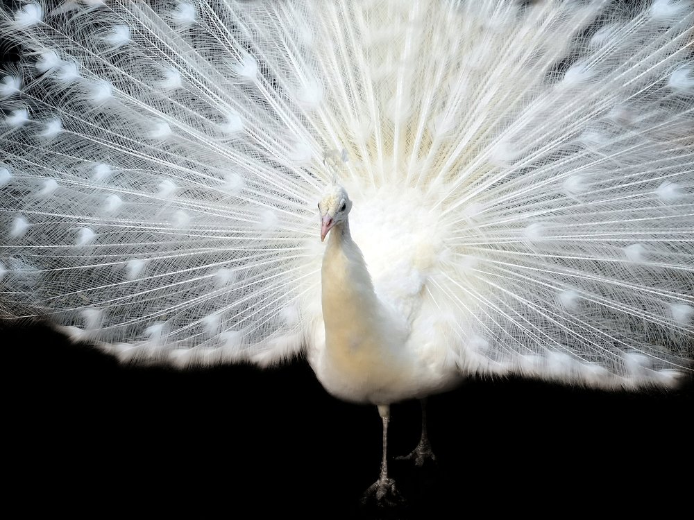 Photograph by Елена Желяева