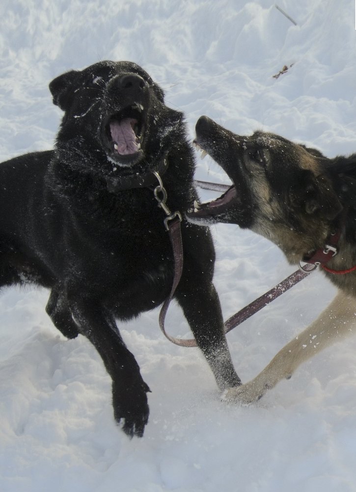 Photo #3700308