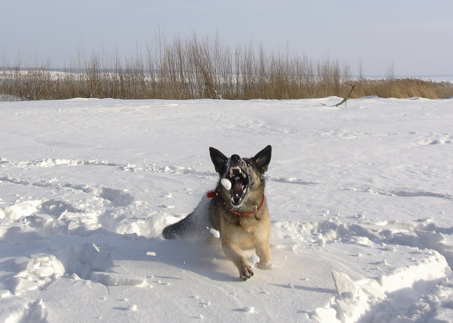 Photo #3700311