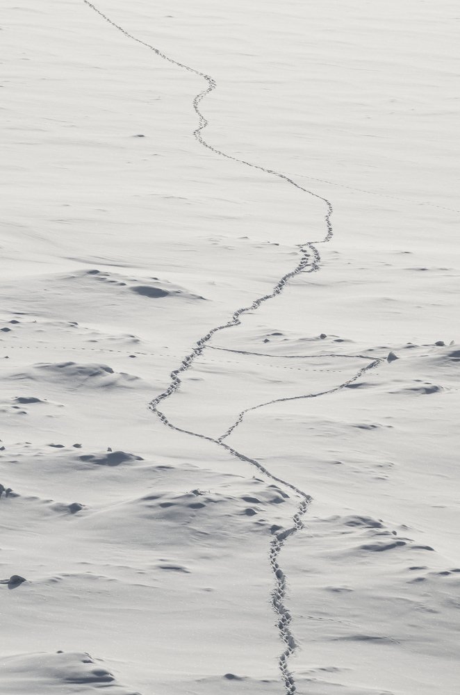 Тропа в неизвестность