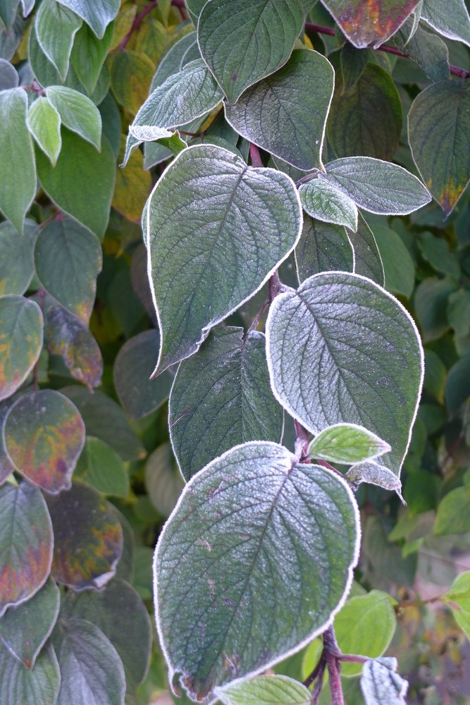 Photograph by Харис Шахмаметьев