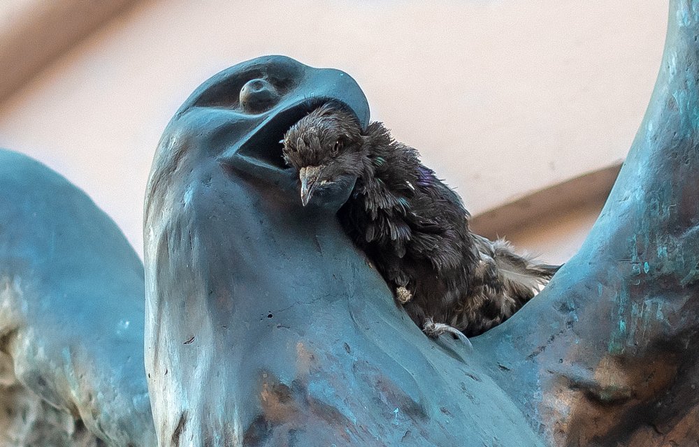 The Eagle of Freedom