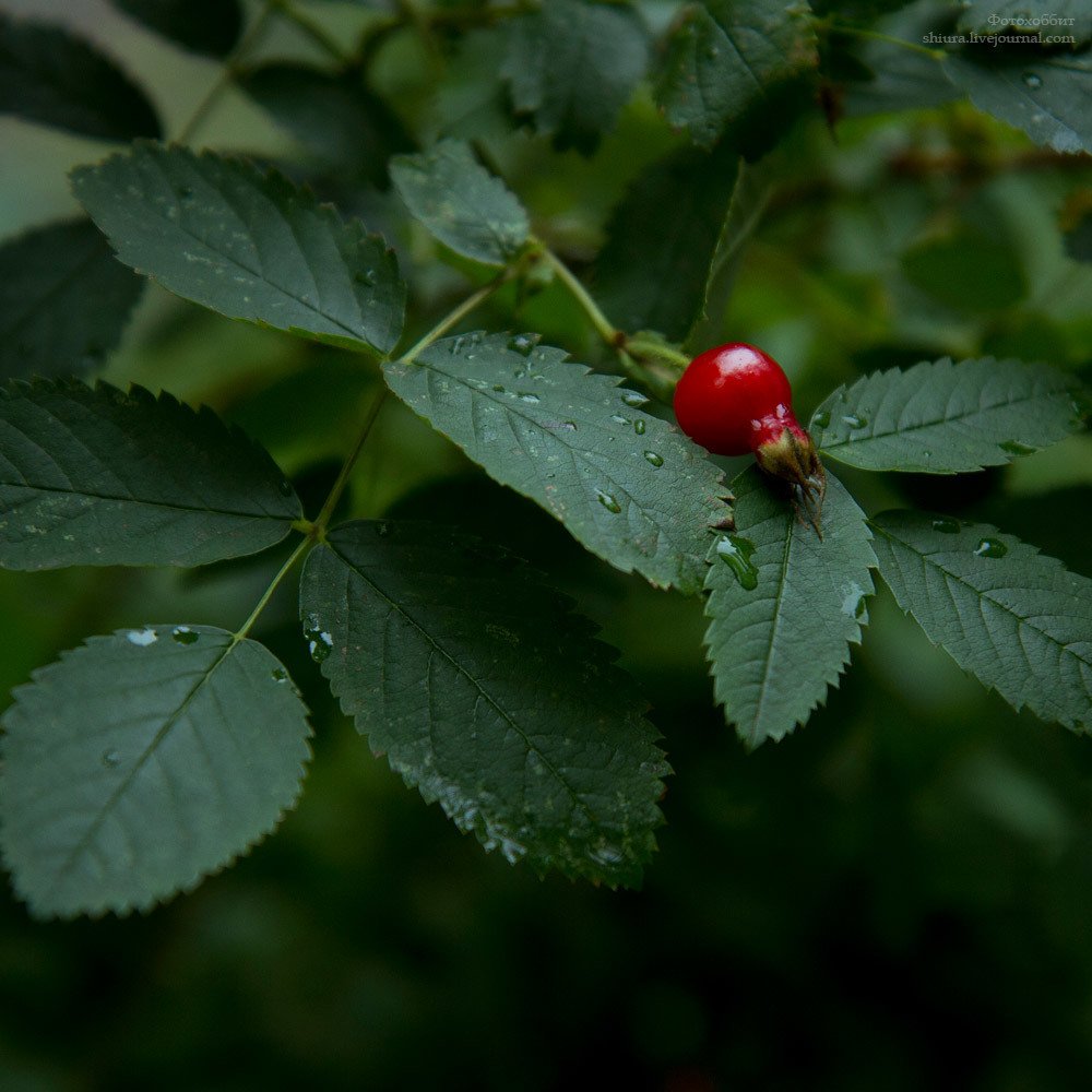 Photograph by Александра Чернова