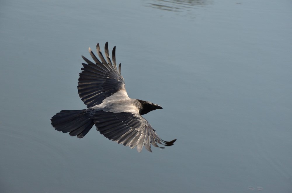 Фотография автора Елена