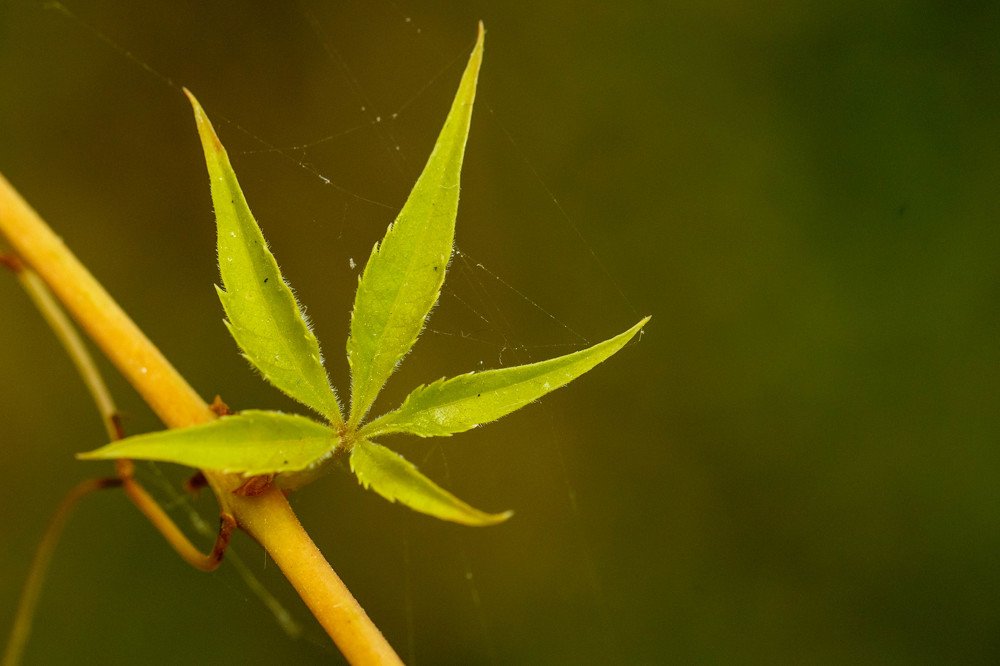 Photograph by Oana Goanga