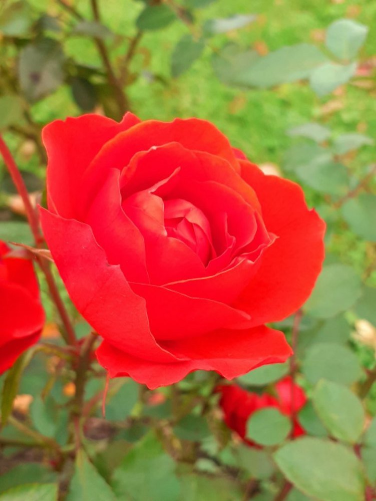 Photograph by Любовь Макарова