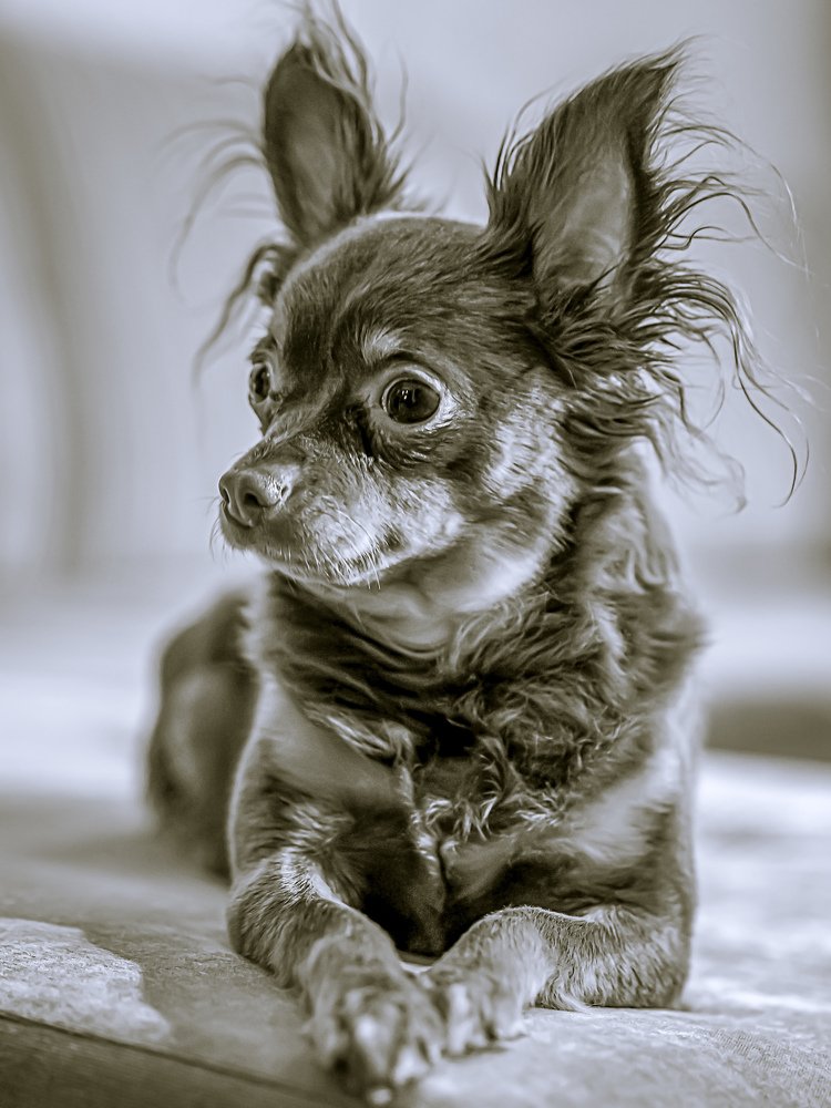 Small dog breed Russian Toy.