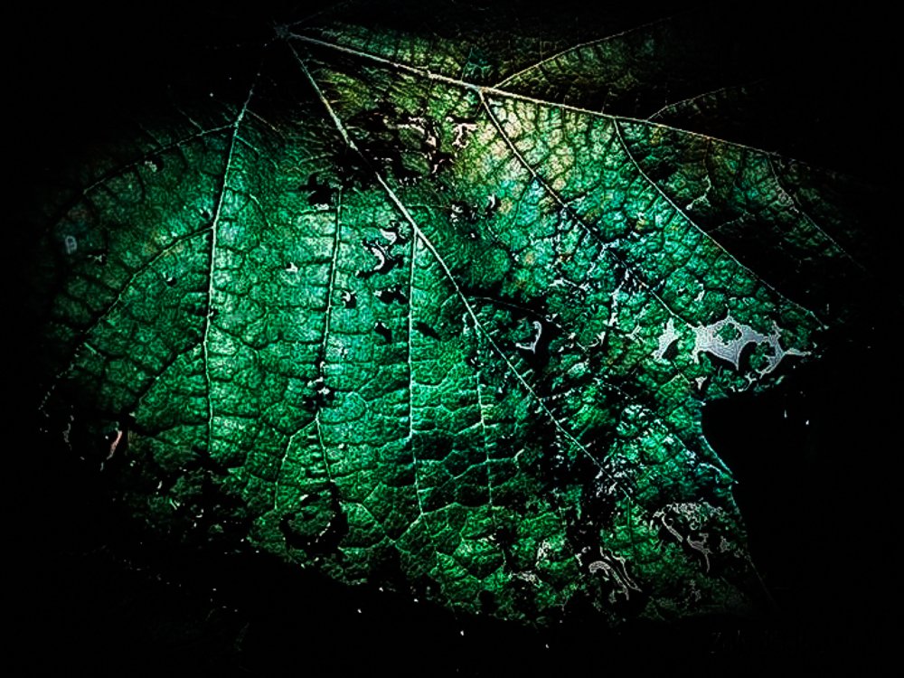 Photograph by Szilveszter Zoltan