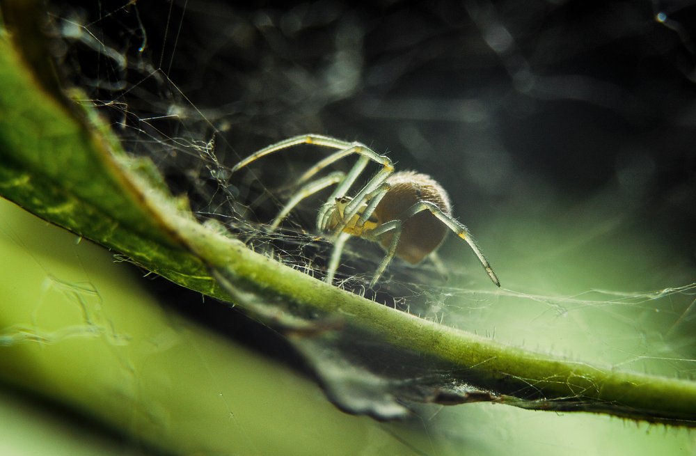 Photograph by Александр Шелегов