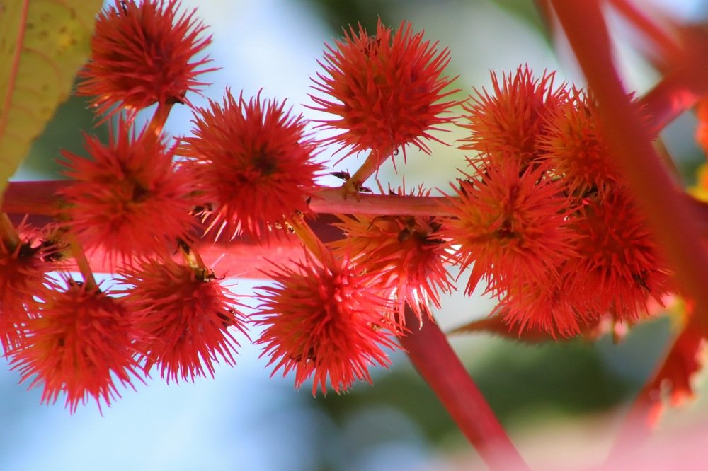 Photograph by Luiz Gustavo Campino Grunewald