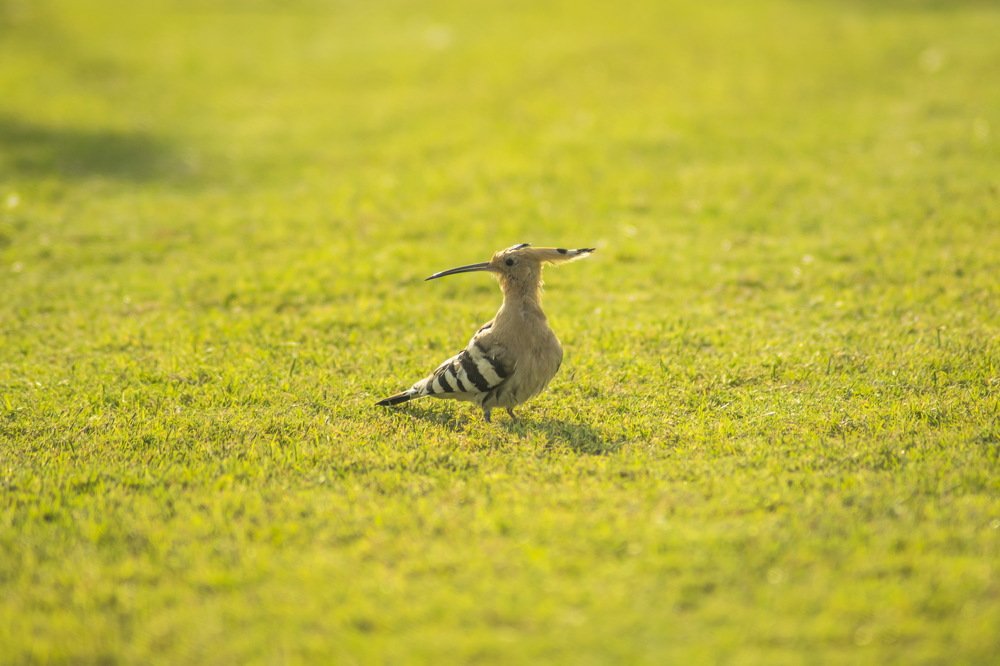 Photograph by Nimesh Soni