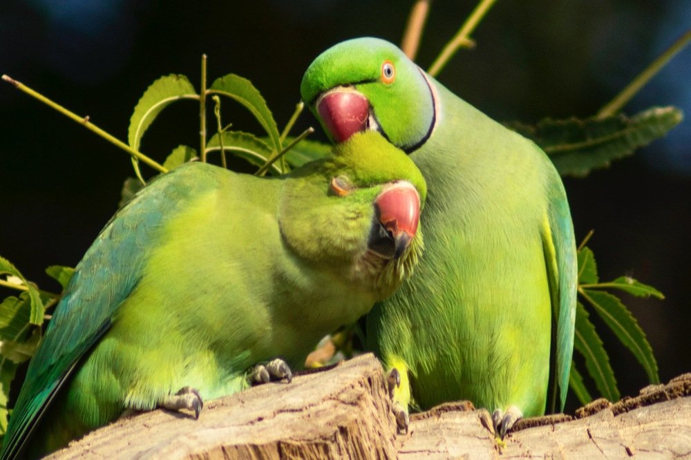 Photograph by Nimesh Soni