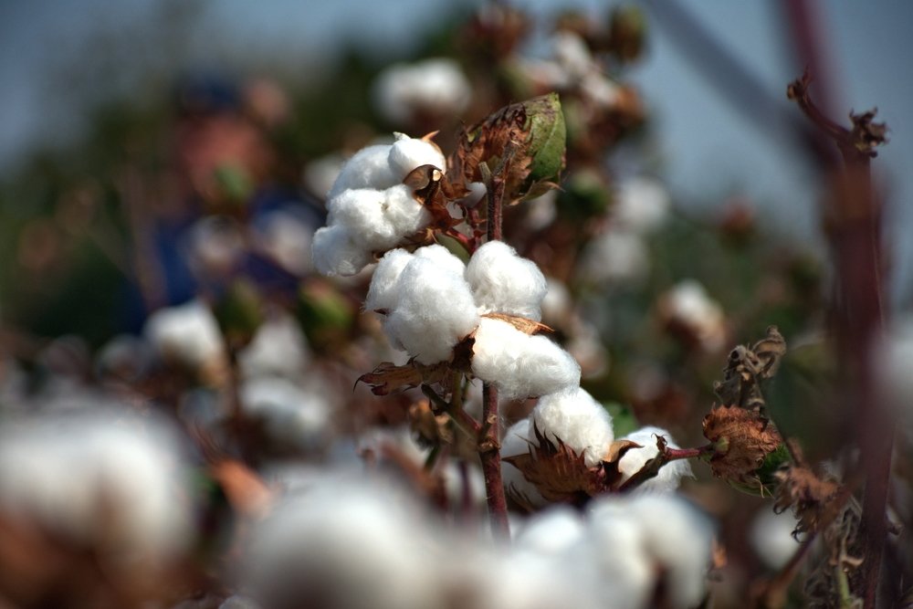 Веточка хлопка