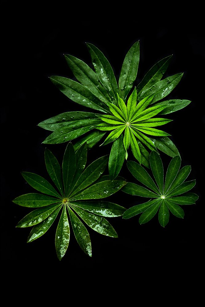 Photograph by Alenka Peremet