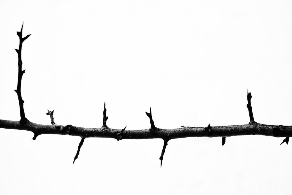 Photograph by Ирина Хожаинова