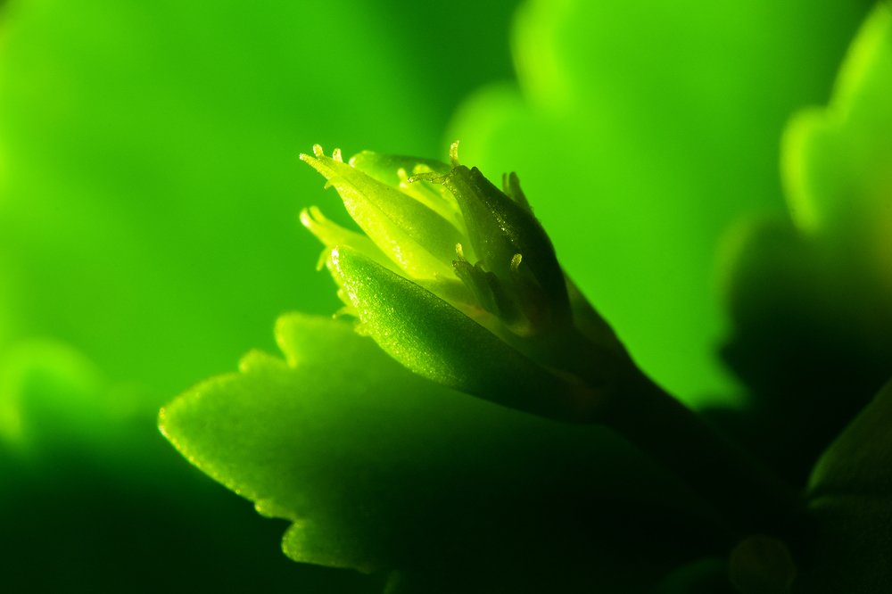 Photograph by Pavel Gusev