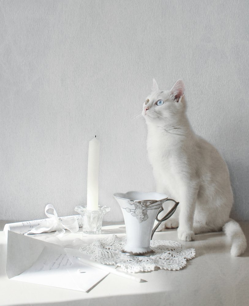 Белый натюрморт с кошкой