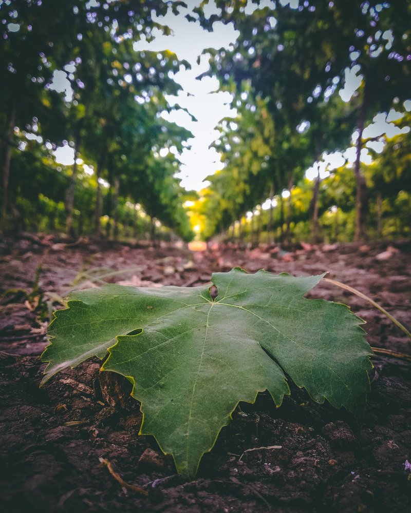 Photograph by Akash Sangamnere