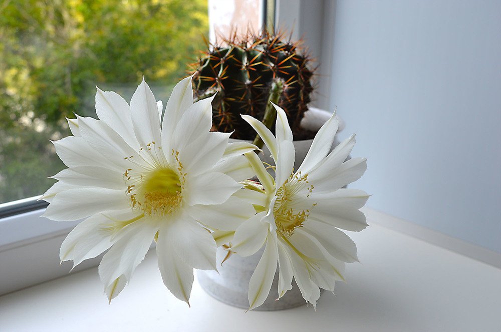 Один раз в год