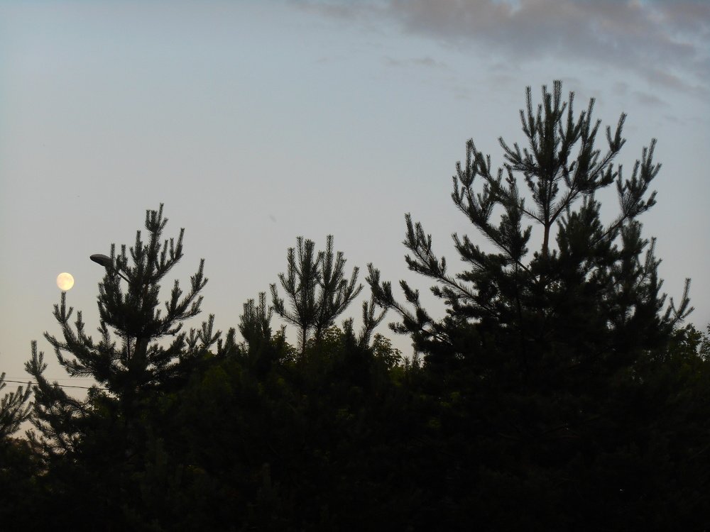 Ёлочка-баскетболистка...