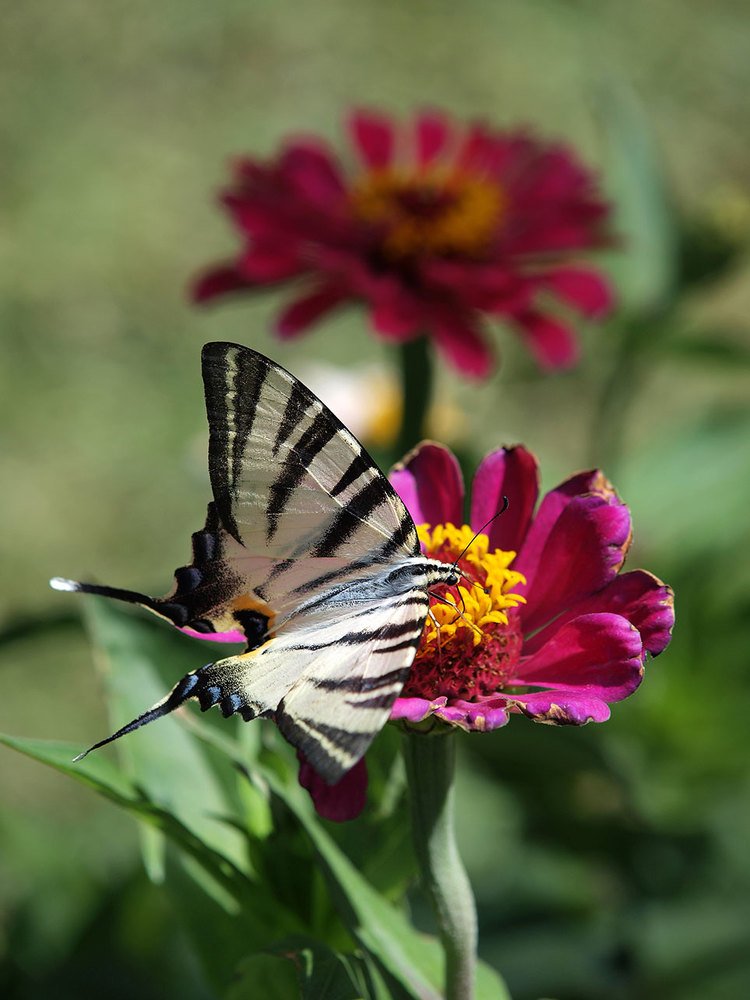 Photograph by Farid Ataei