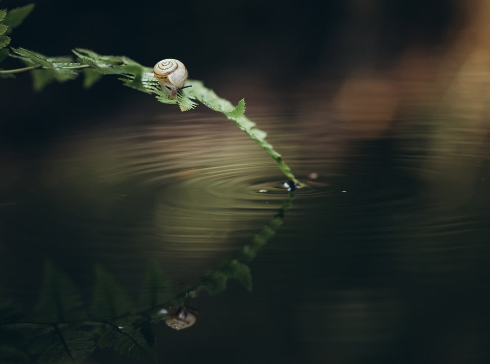 Отражения природы