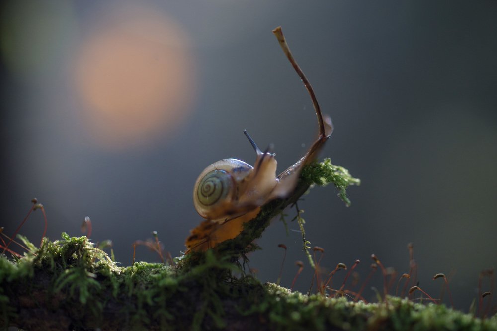 В лунном свете...